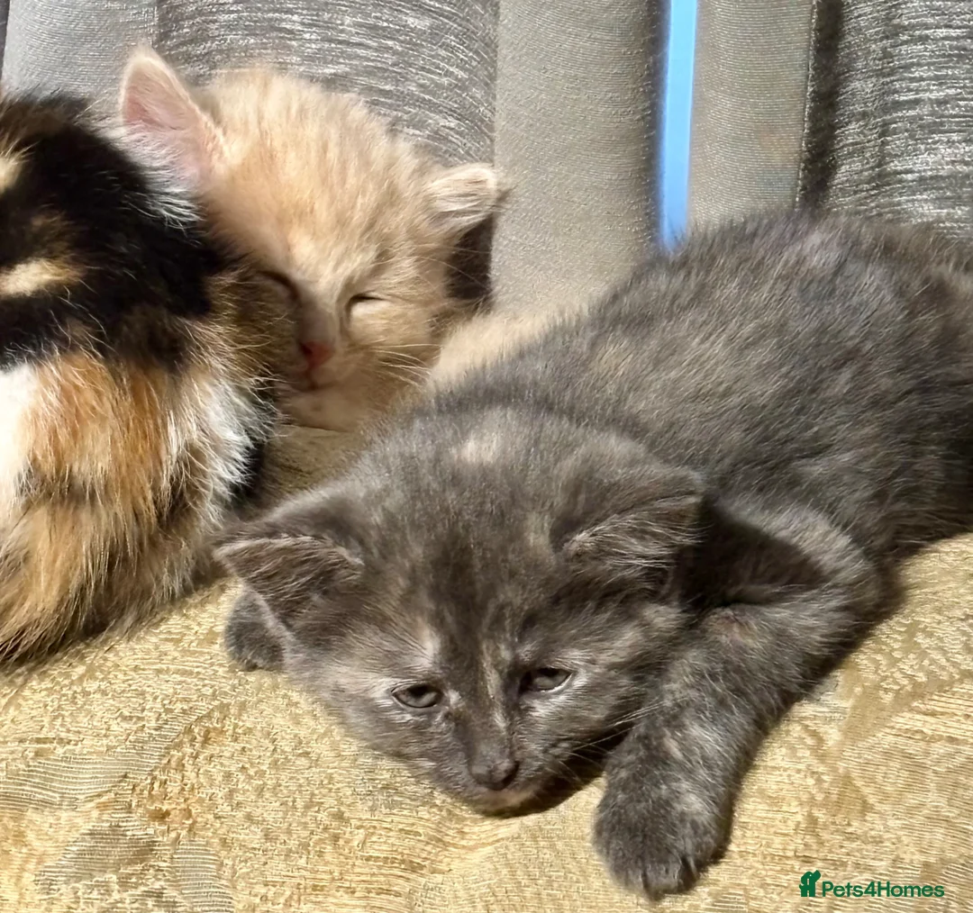 Mixed Breed cats for sale: READY NOW Turkish Angora mixed breed kittens - Advert 9
