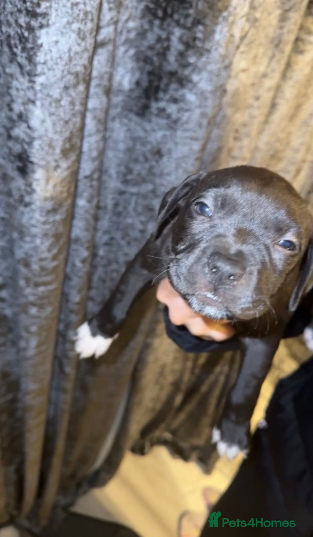 Mixed Breed dogs for sale: 8 beautiful pups for sale  - Image 16