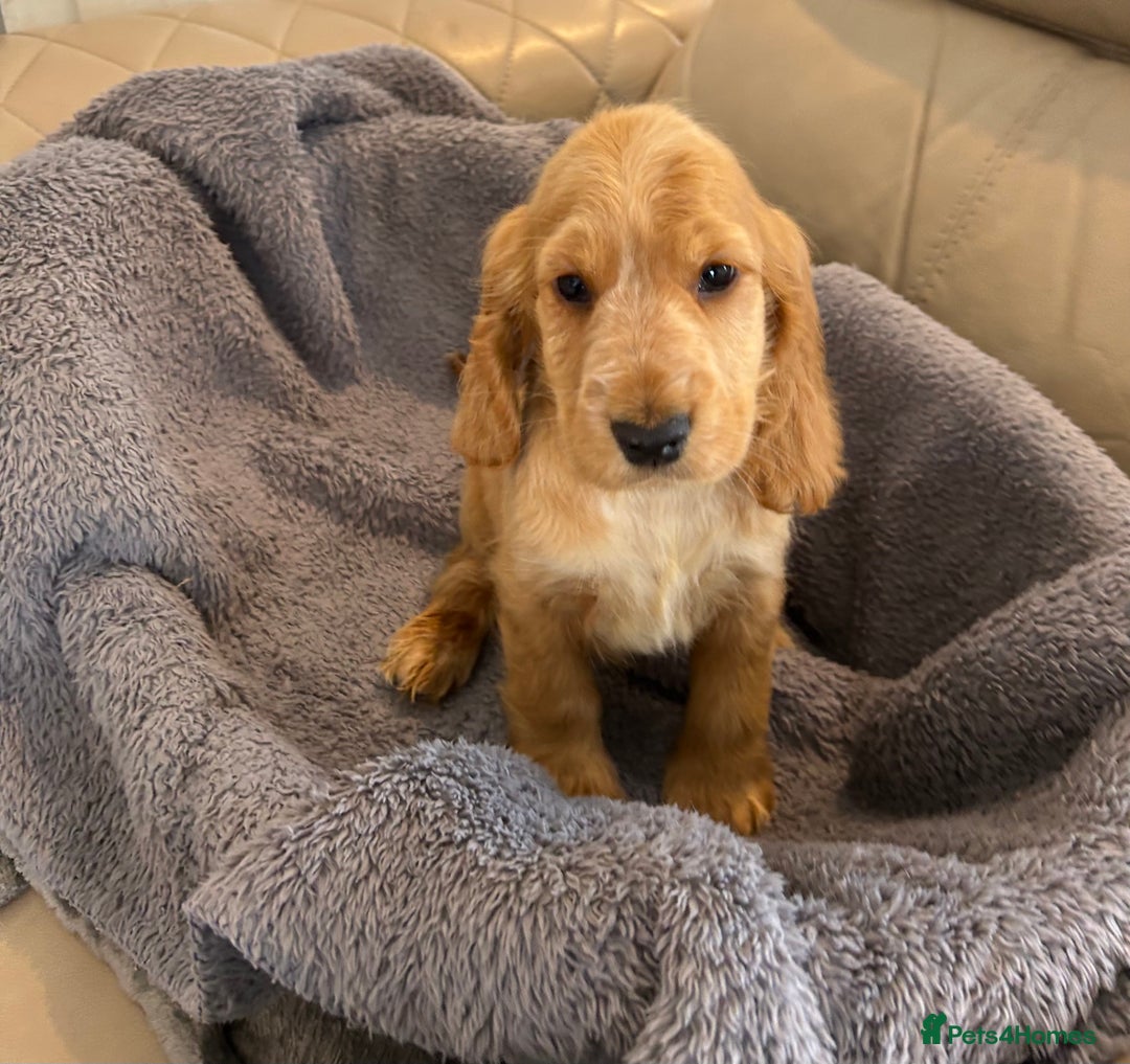 Cocker Spaniel dogs for sale: Reduced last 2 ‼️ £950 Kc reg show cocker puppies  - Image 11