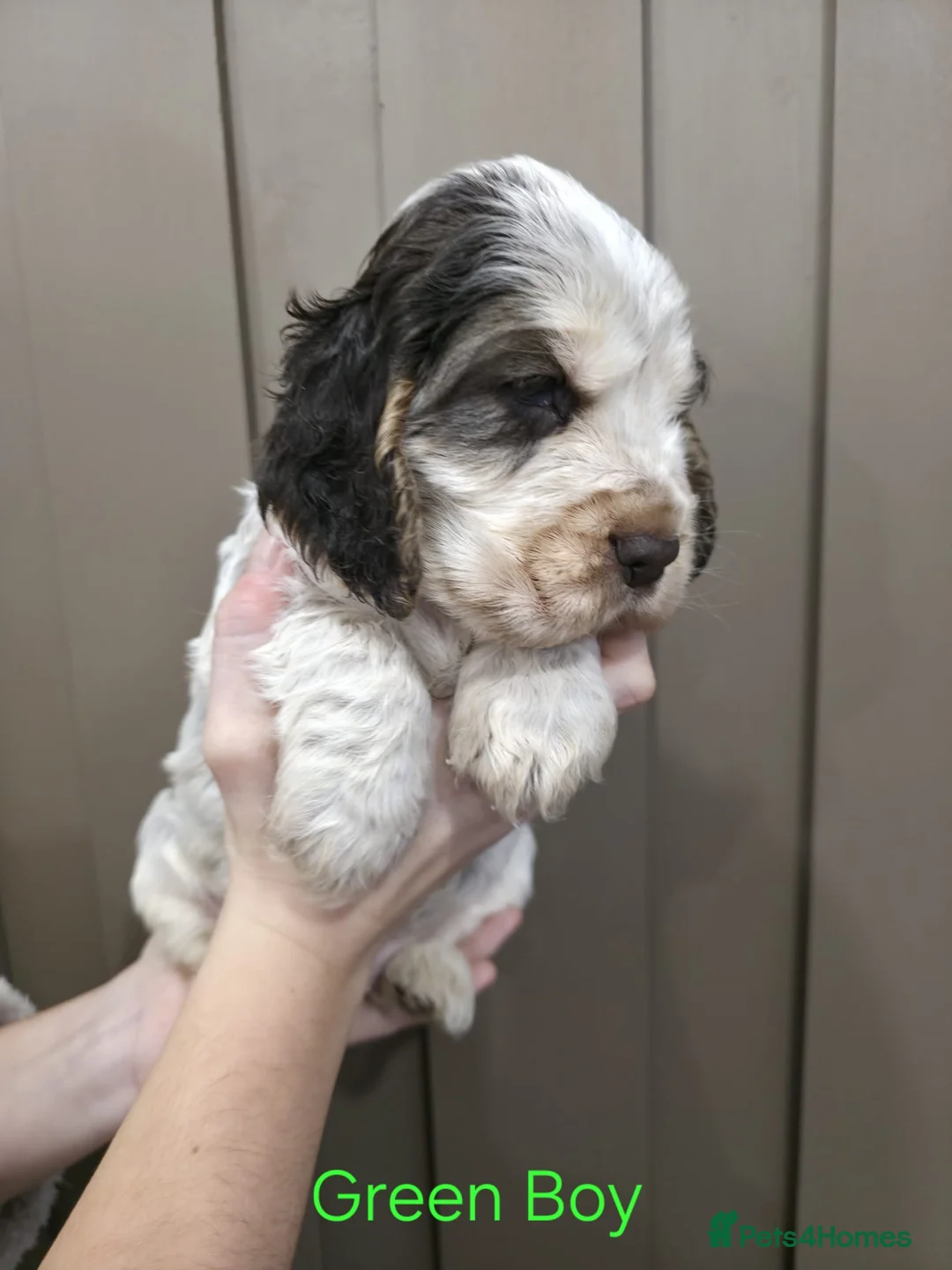 Cocker Spaniel dogs for sale: Show Type Cocker Spaniels Ready to leave now - Advert 21