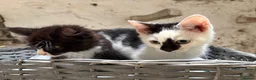 Mixed Breed cats for sale: Beautiful litter of kittens - Advert 2