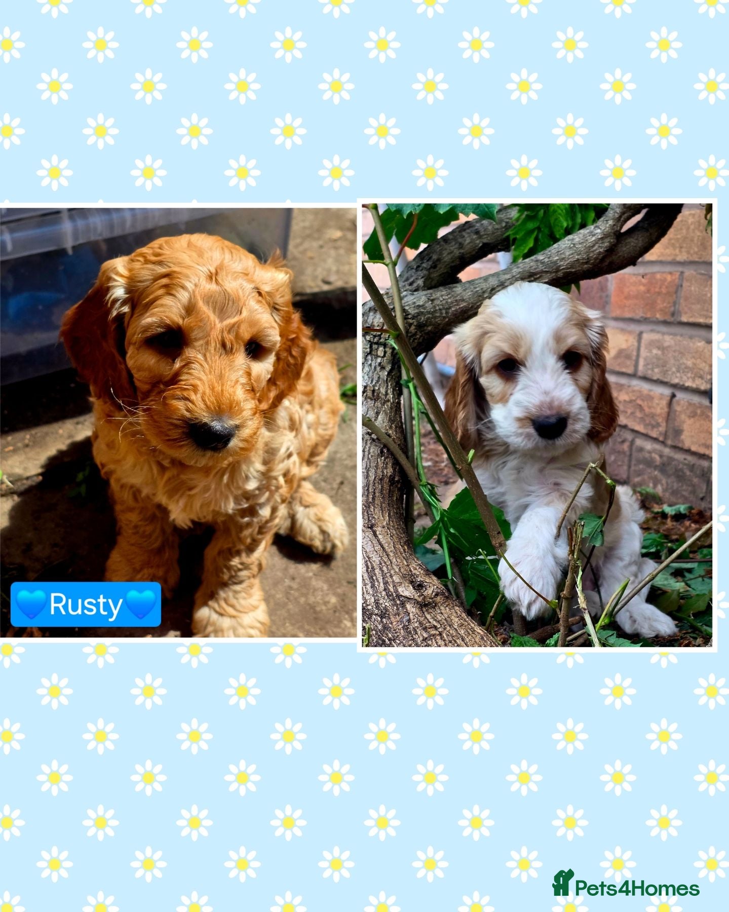 Cockapoo dogs Health Tested  Cockapoo Puppies  - Advert 1