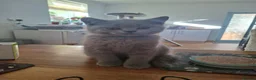 British Shorthair cats for sale: Pedigree British short hair kittens for sale  - Advert 4