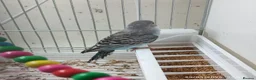 Budgerigars birds for sale: Budgies in London  - Advert 4