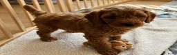 Cavapoo dogs for sale: Cavapoo puppies  in Stirling - Advert 1