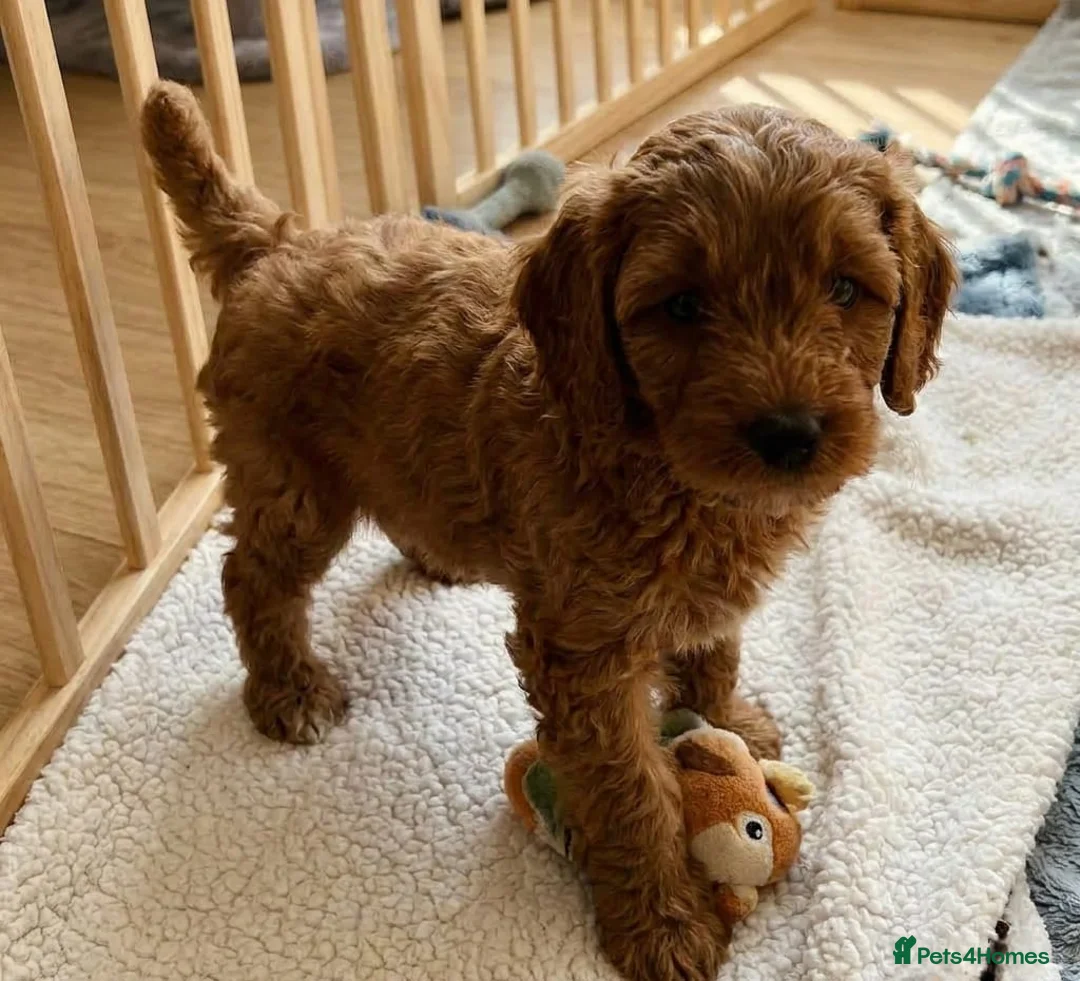 Cavapoo dogs for sale: Cavapoo puppies  in Stirling - Advert 1