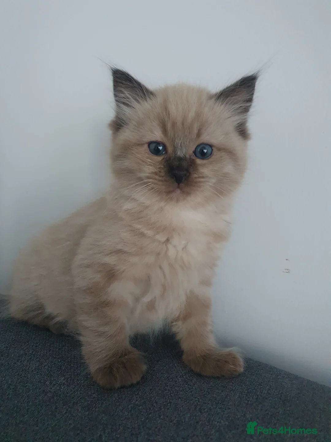 Ragdoll cats for sale: Adorable Cherubim Ragdoll Kittens Ready now - Advert 40