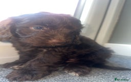 Cockapoo dogs for sale: 1 brown female cockapoo  - Image 3