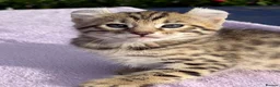 Keetso cats for sale: Stunning wild looking polydactyl curl ear keetsos  - Advert 22