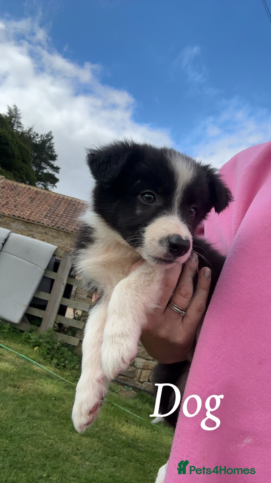 Border Collie dogs for sale: Border collie puppies ready now  - Image 15