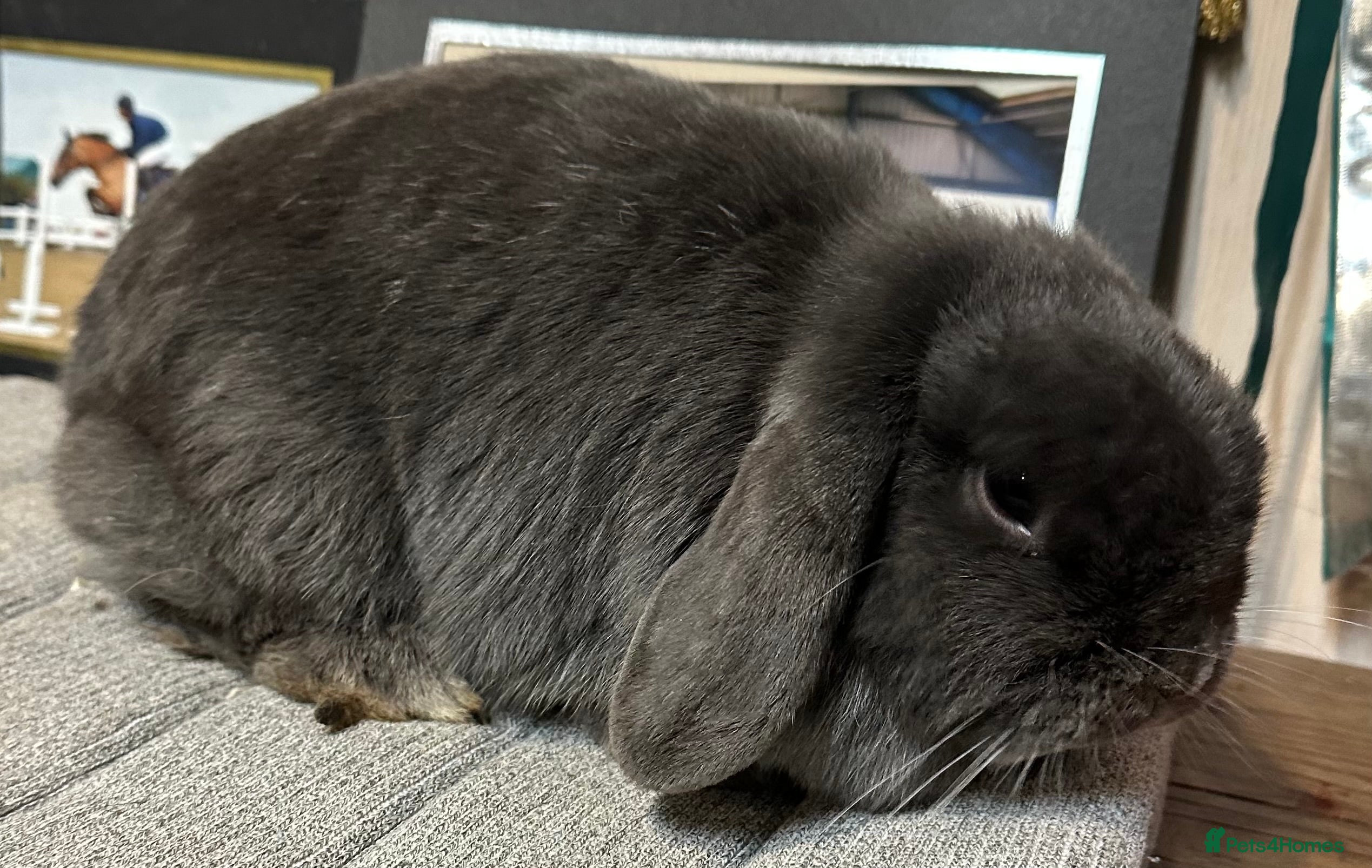 Mini Lop rabbits Beautiful mini lops looking for her new home  - Advert 18