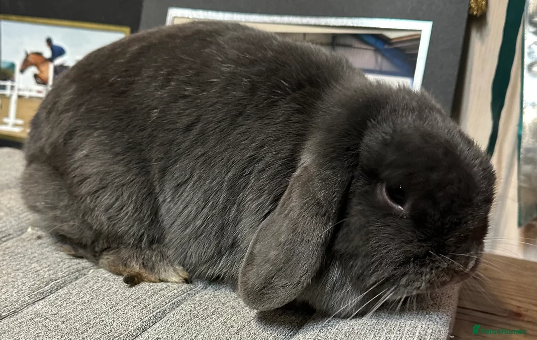 Mini Lop rabbits for sale: Beautiful mini lops looking for her new home  - Advert 2