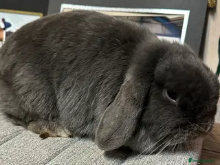 Mini Lop rabbits Beautiful mini lops looking for her new home - Advert 18
