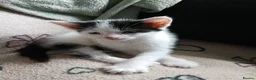 Mixed Breed cats for sale: Beautiful adorable little kitten - Advert 10