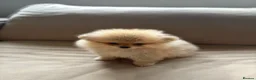 Pomeranian dogs for sale: Pomeranian puppies for sale - Advert 3