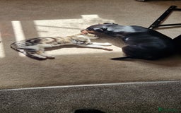 Mixed Breed cats for sale: Male and female kitten for sale  - Image 3