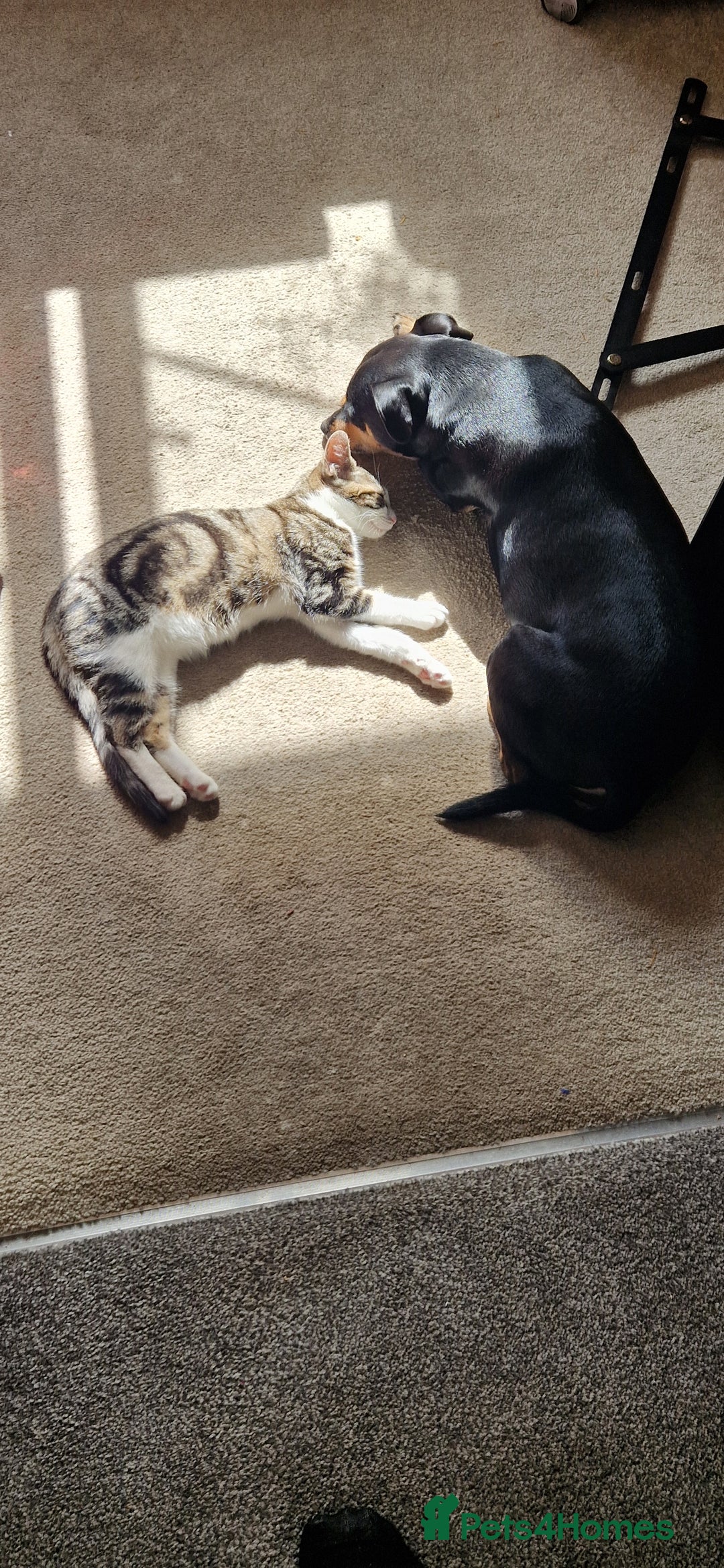 Mixed Breed cats for sale: Male and female kitten for sale  - Image 3