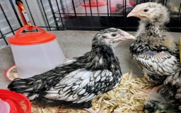 Chickens poultry for sale: Silver laced Orpington Hens - Advert 4