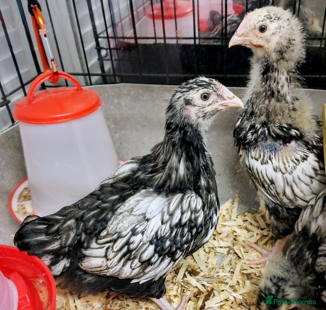 Chickens poultry for sale: Silver laced Orpington Hens - Advert 4