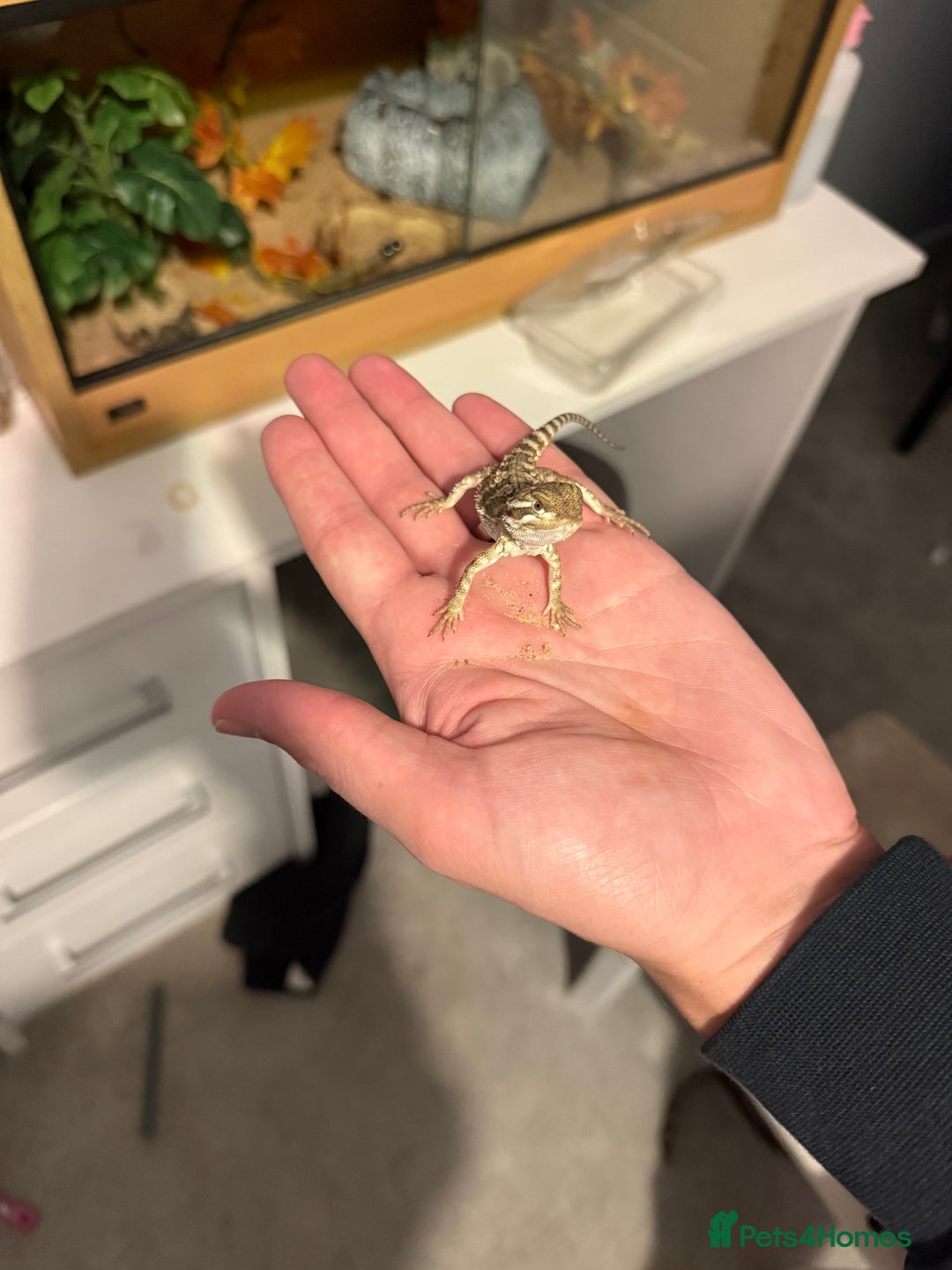 Lizard reptiles for sale: Baby Rankin dragons - Advert 3