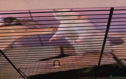 Rat rodents for sale: Baby rats - Image 4
