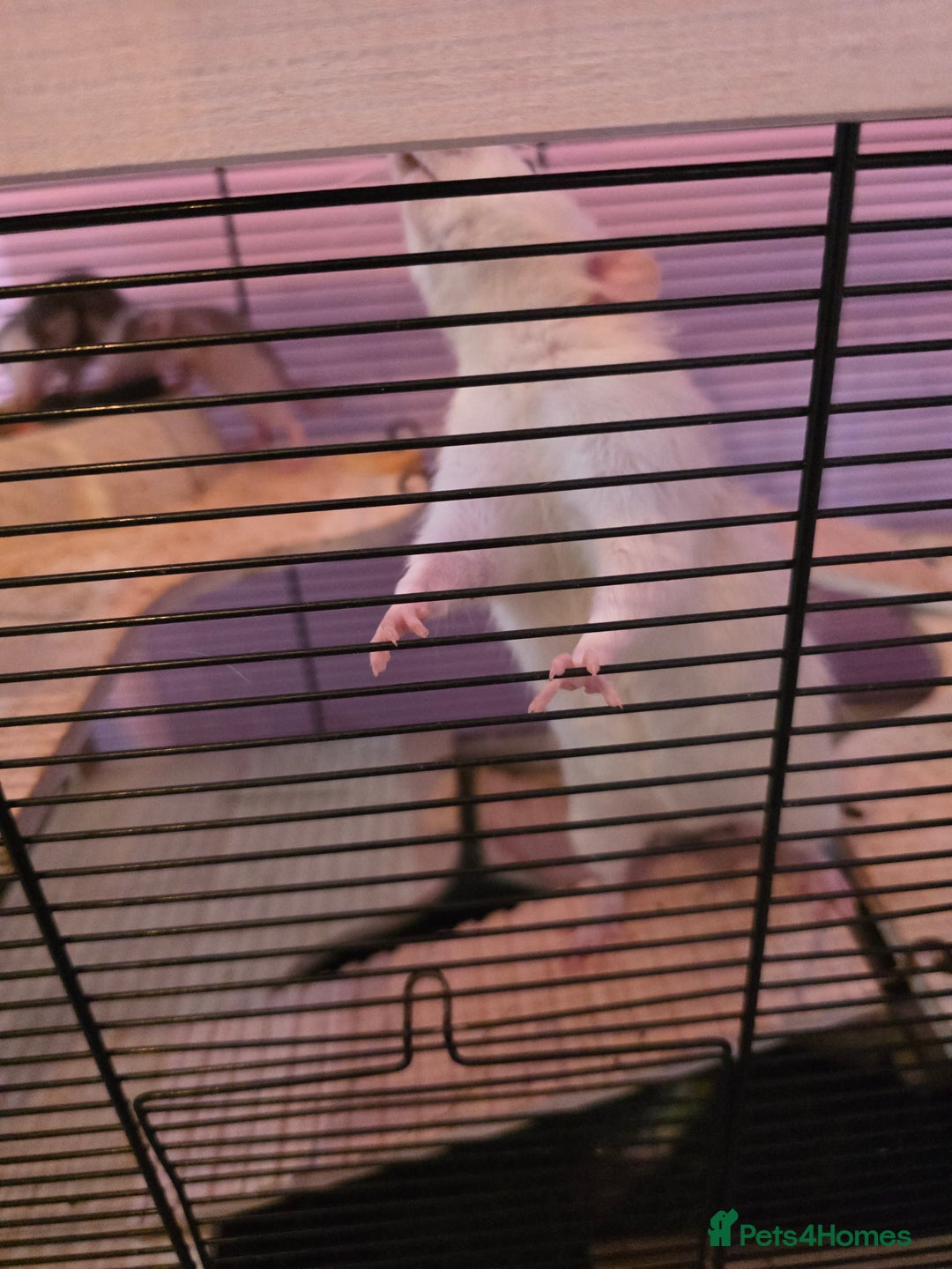 Rat rodents for sale: Baby rats - Image 4