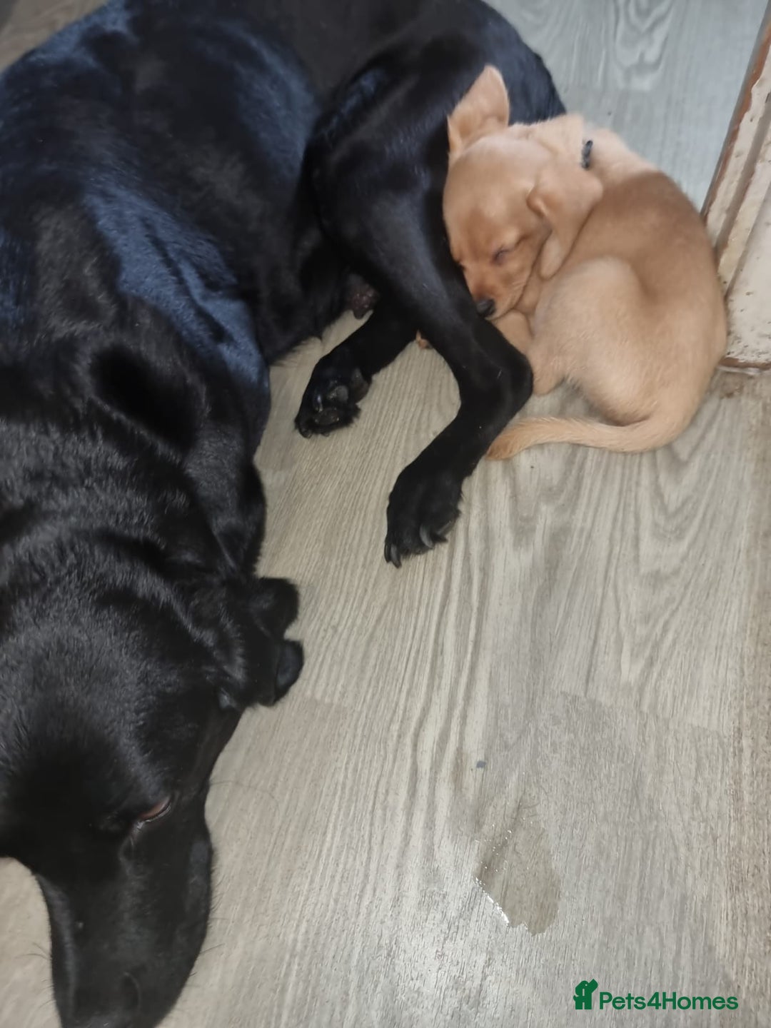 Mixed Breed dogs for sale: Labrador x cockapoo puppies - Image 13