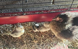 Chickens poultry for sale: Mottled Wyandottes, Le Bresse, Pita Pintas  - Image 9