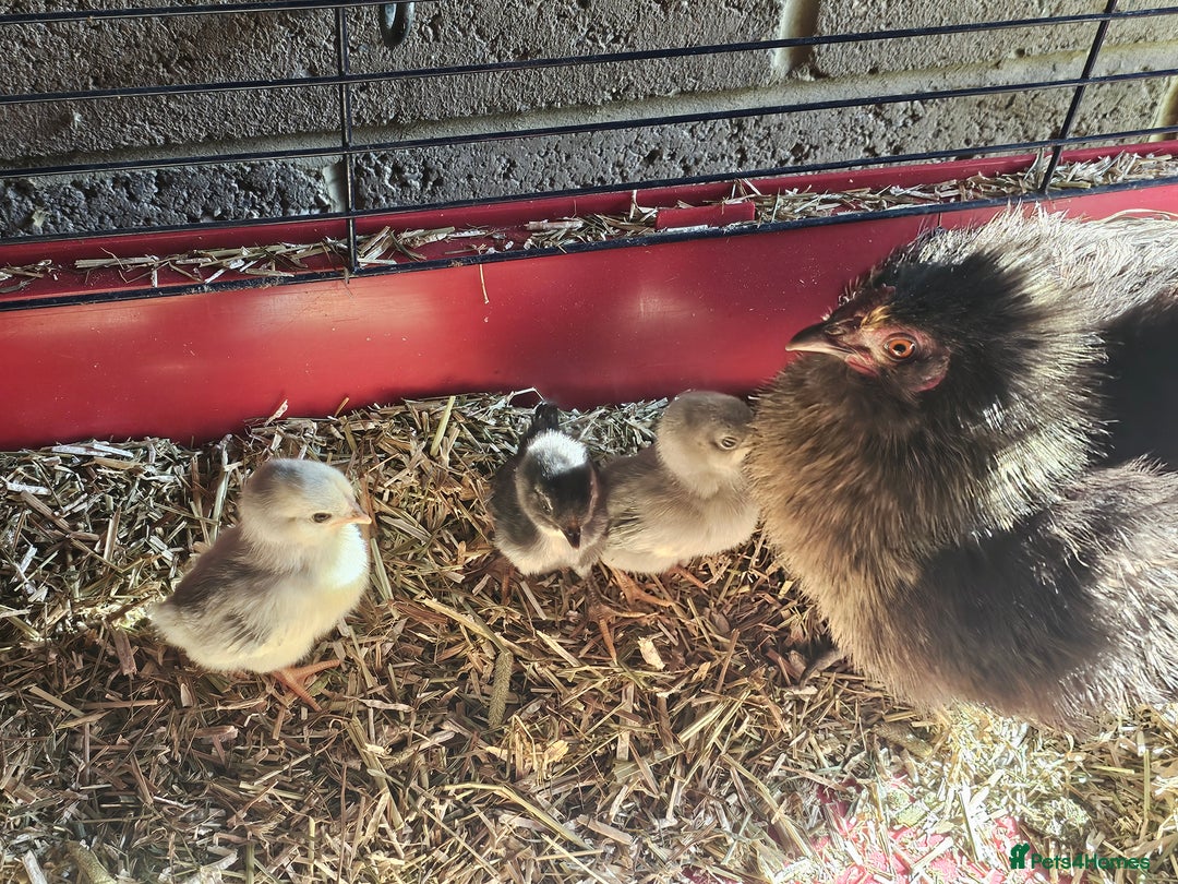 Chickens poultry for sale: Mottled Wyandottes, Le Bresse, Pita Pintas  - Image 9