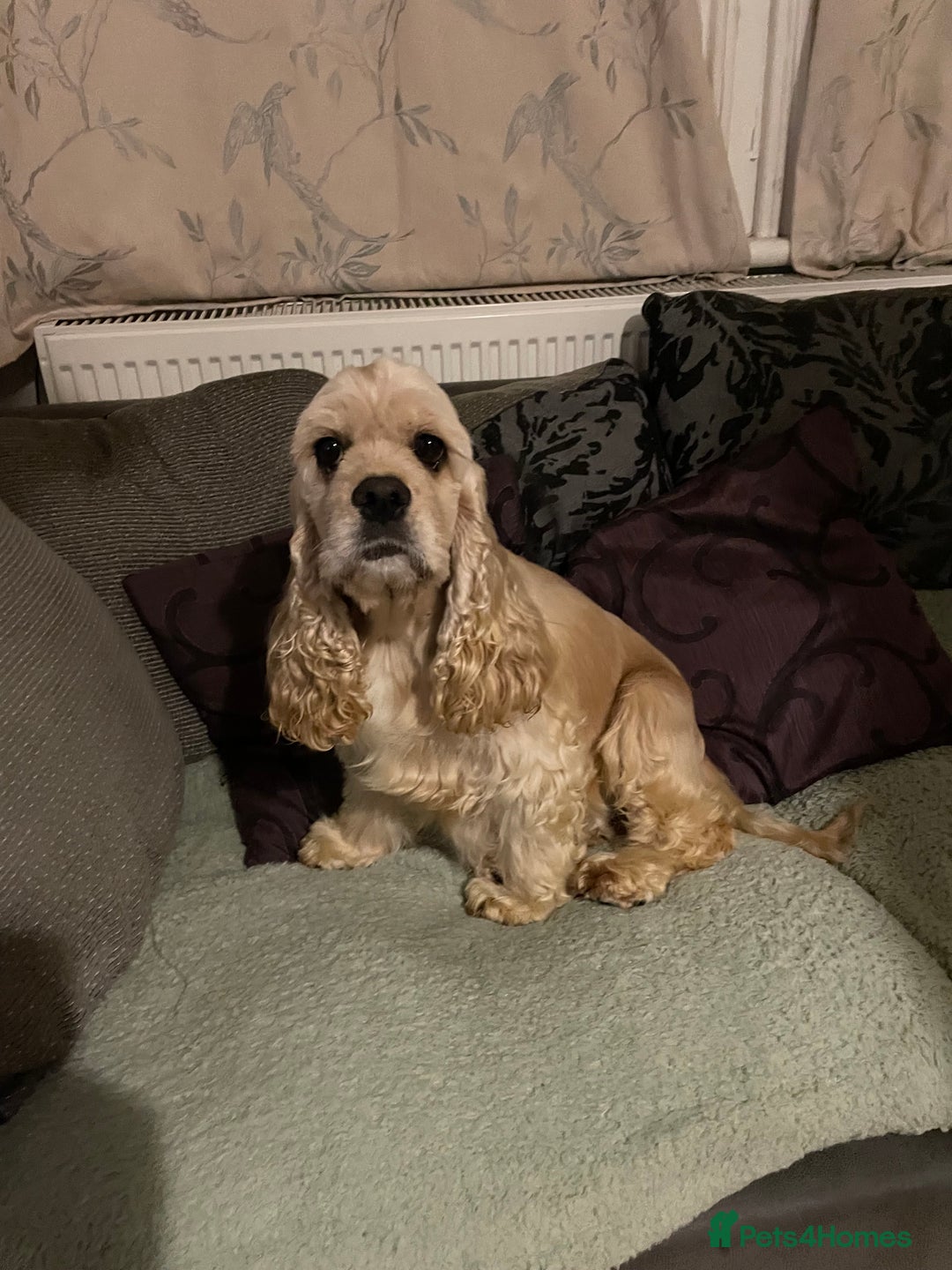 Cocker Spaniel dogs for sale: Adorable American Cocker Spaniels Pups  - Image 9