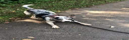 Border Collie dogs for sale: Merle border collie in Runcorn - Advert 1