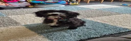 Mixed Breed dogs for sale: Cocker-tzu girl - Advert 3