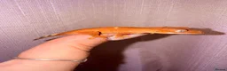 Gecko reptiles for sale: Crested Gecko Babies - Advert 29