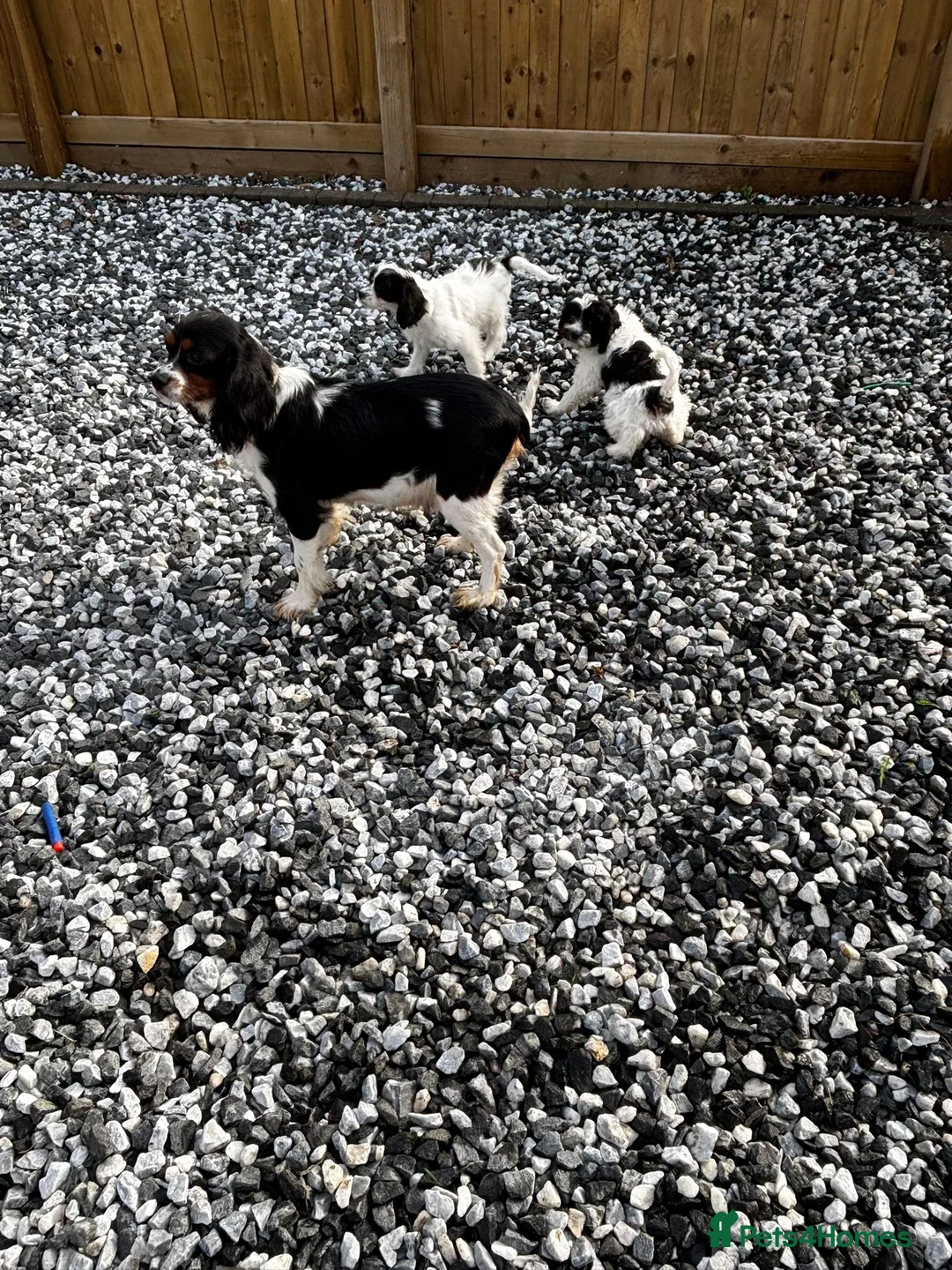 Cavapoo dogs for sale: Beautiful cavapoo puppies  - Advert 6