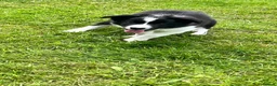 Border Collie dogs for sale: KC Reg Beautiful Border Collie Boy Ready Now - Advert 8