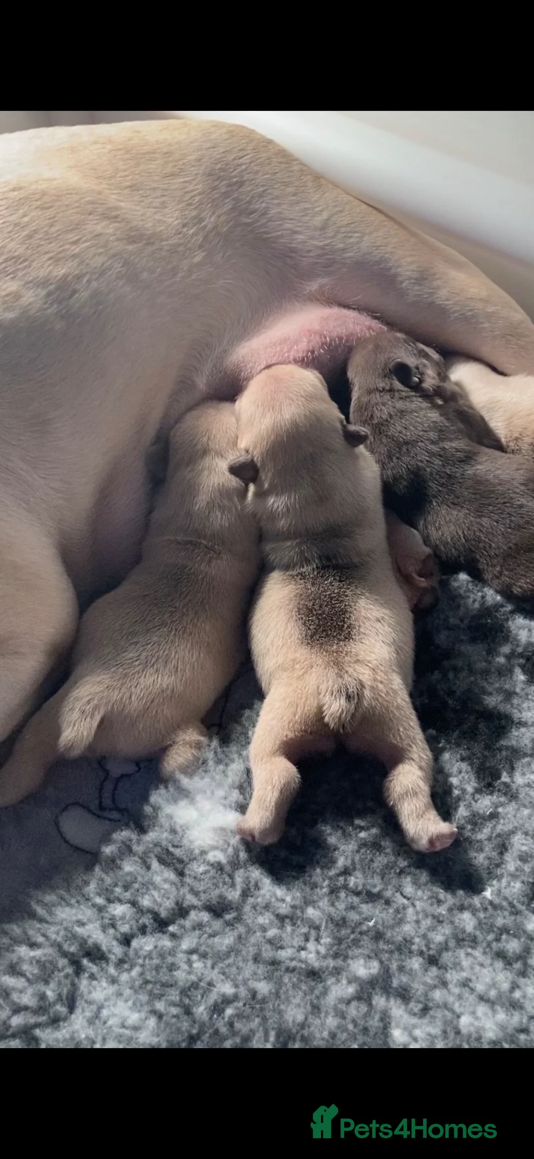 French Bulldog dogs for sale: 4 stunning french bulldog puppies for sale  - Advert 2