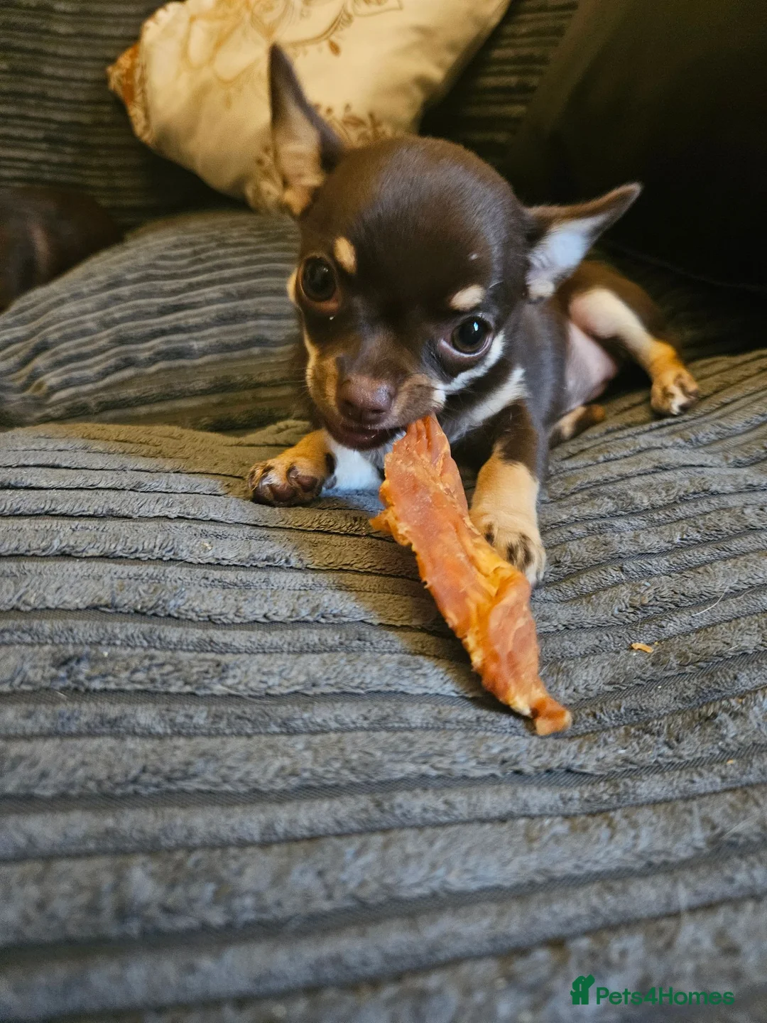 Chihuahua dogs for sale: Chihuahua pups - Advert 2