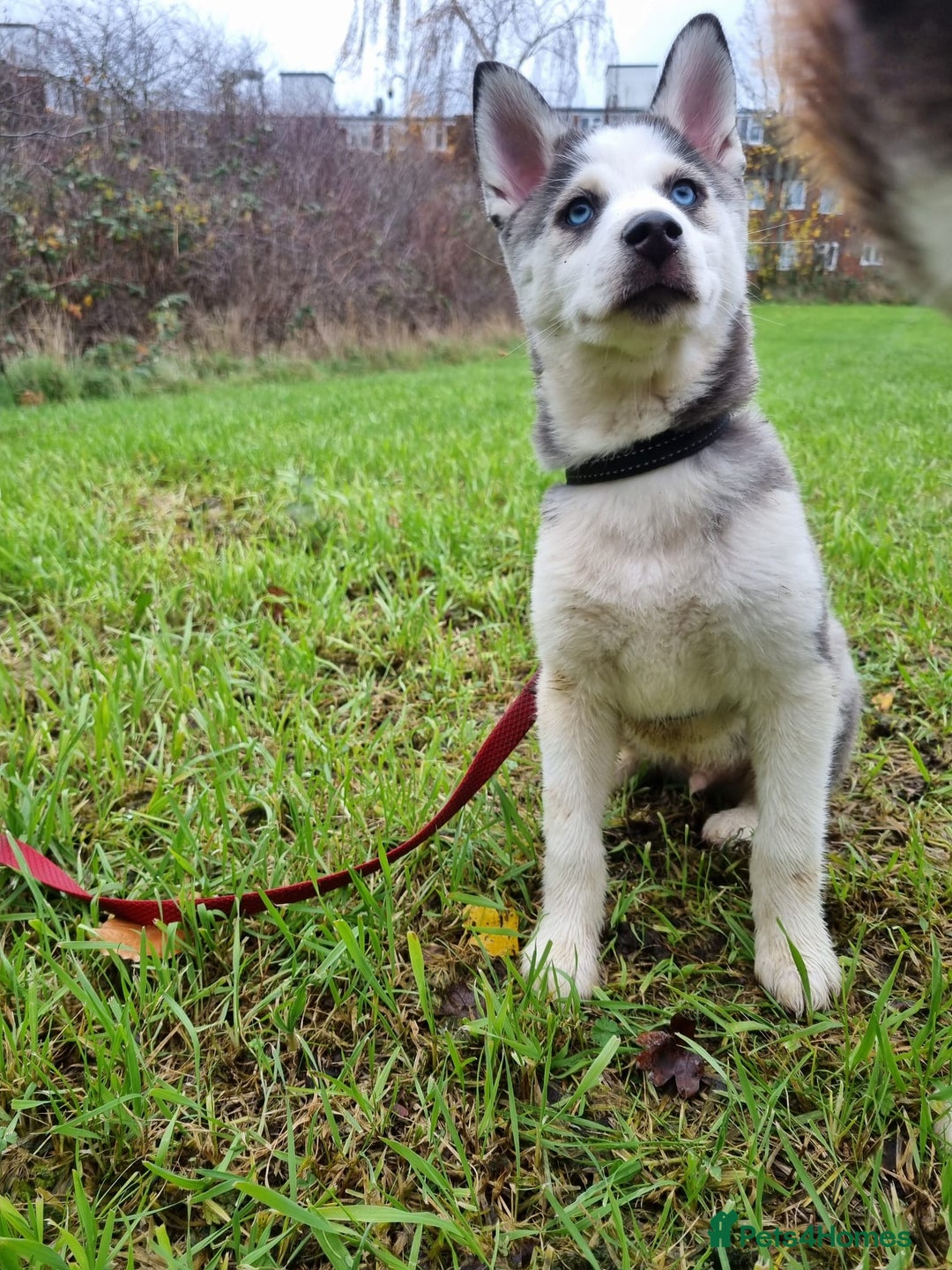 Mixed Breed dogs for sale: Pomsky for sale - Advert 13