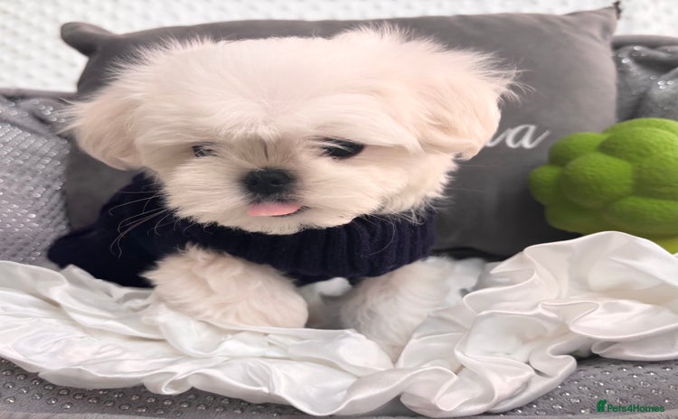 Maltese dogs - Advert 3