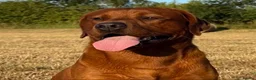 Labrador Retriever dogs for sale: Beautiful KC registered dark red Labrador puppies in York - Advert 4