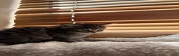 Mixed Breed cats for sale: 4 Beautiful Ragdoll x British Shorthair Kittens in Saint Helens - Advert 9