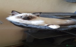 Ragdoll cats for sale: Ragdoll Kitten - Image 4