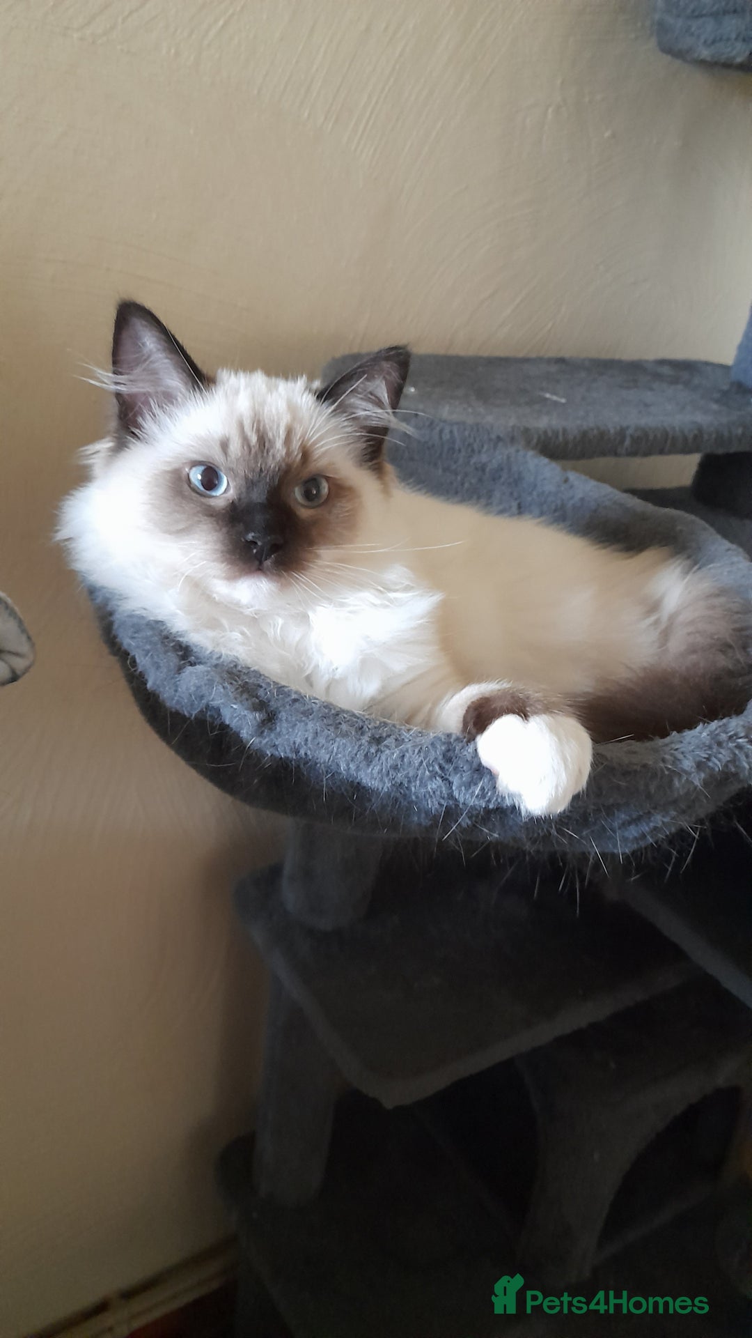 Ragdoll cats for sale: Ragdoll Kitten - Image 4