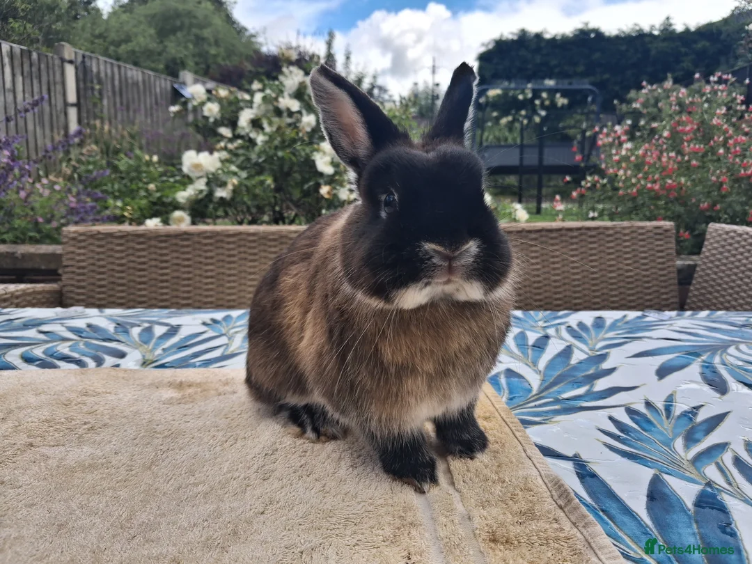 Netherland Dwarf rabbits for sale: Neutered Male Netherland Dwarf 1 year old - Wilf - Advert 1