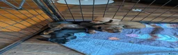 Miniature Dachshund dogs for sale: Red brindle miniature smooth dachshunds  in Swindon - Advert 6