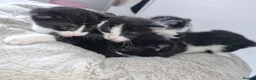 Domestic Shorthair cats for sale: Not vaccinated  - Advert 3