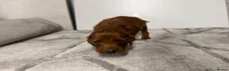 Irish Setter dogs for sale: TWO BOYS AVAILABLE READY TO LEAVE - Advert 27