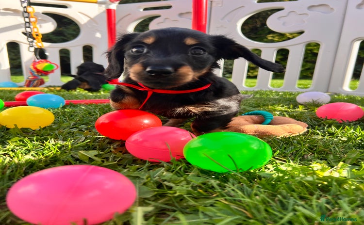 Miniature Dachshund dogs - Advert 4