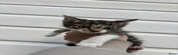 Mixed Breed cats for sale: 2 boy kittens  - Advert 7