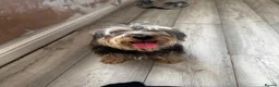 Mixed Breed dogs for sale: Potato Mix Breed 7 Years old,New Home Needed - Advert 3